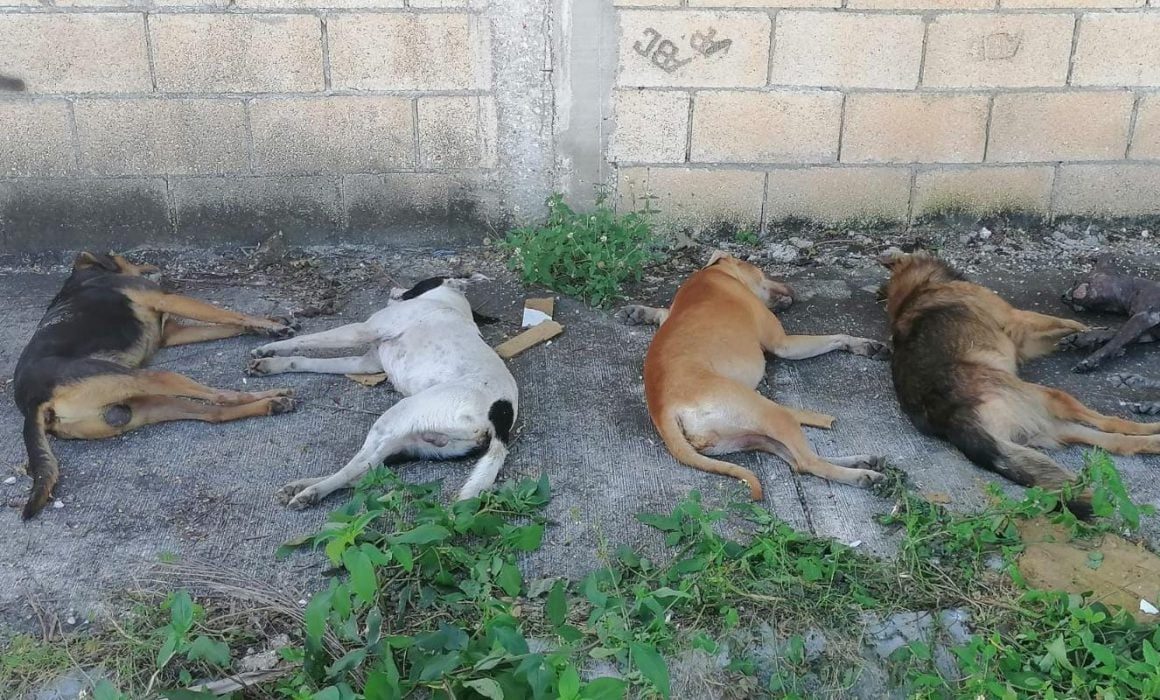 Detienen en Mérida a hombre por envenenamiento masivo de perros