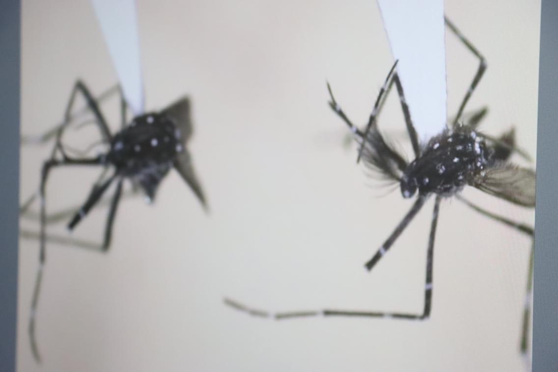 Aedes vittatus detectado en Yucatán, nuevo riesgo de virus emergentes