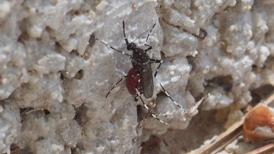 Yucatán detecta mosquito invasor Aedes vittatus y alerta sanitaria