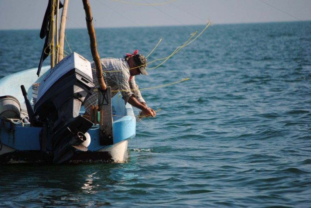 SADER fija cuota de 28,000 toneladas para pulpo rojo en Yucatán 2025