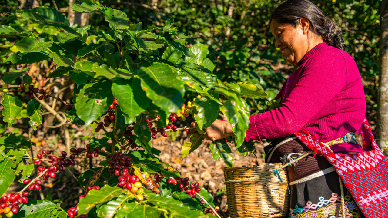 Chiapas impulsa Ley del Café para fortalecer el sector cafetalero