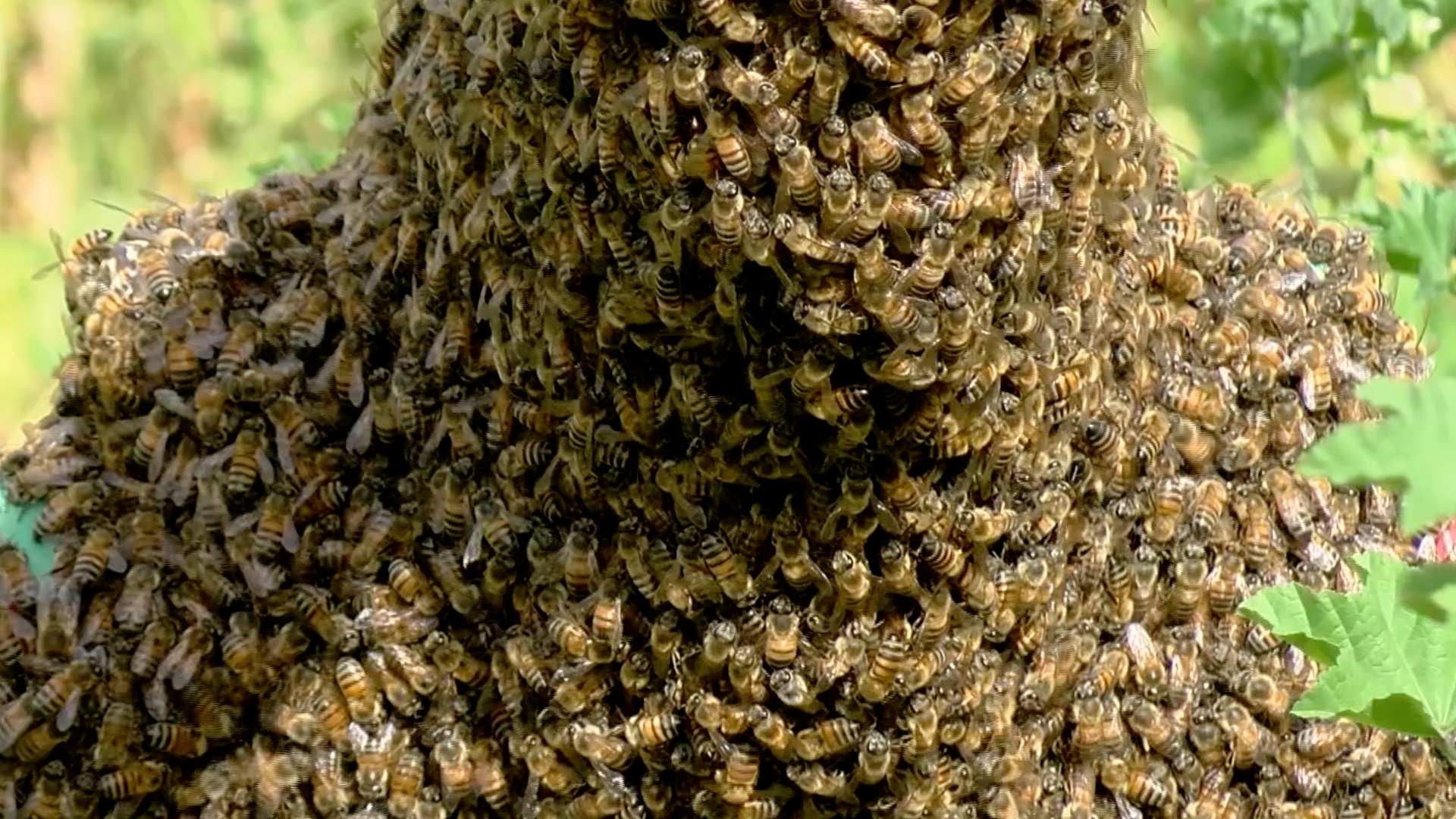 Hombre atacado por enjambre de abejas en Tizimín es hospitalizado