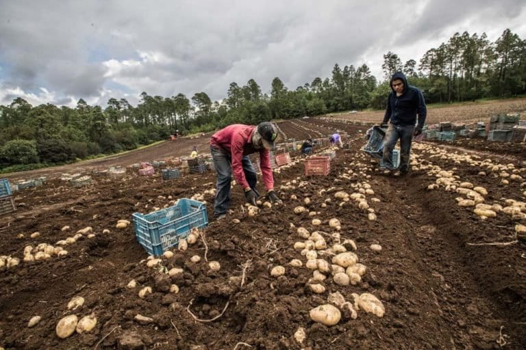 Alerta en Veracruz: Exigen declarar emergencia ambiental por uso de plaguicidas en cultivos de papa