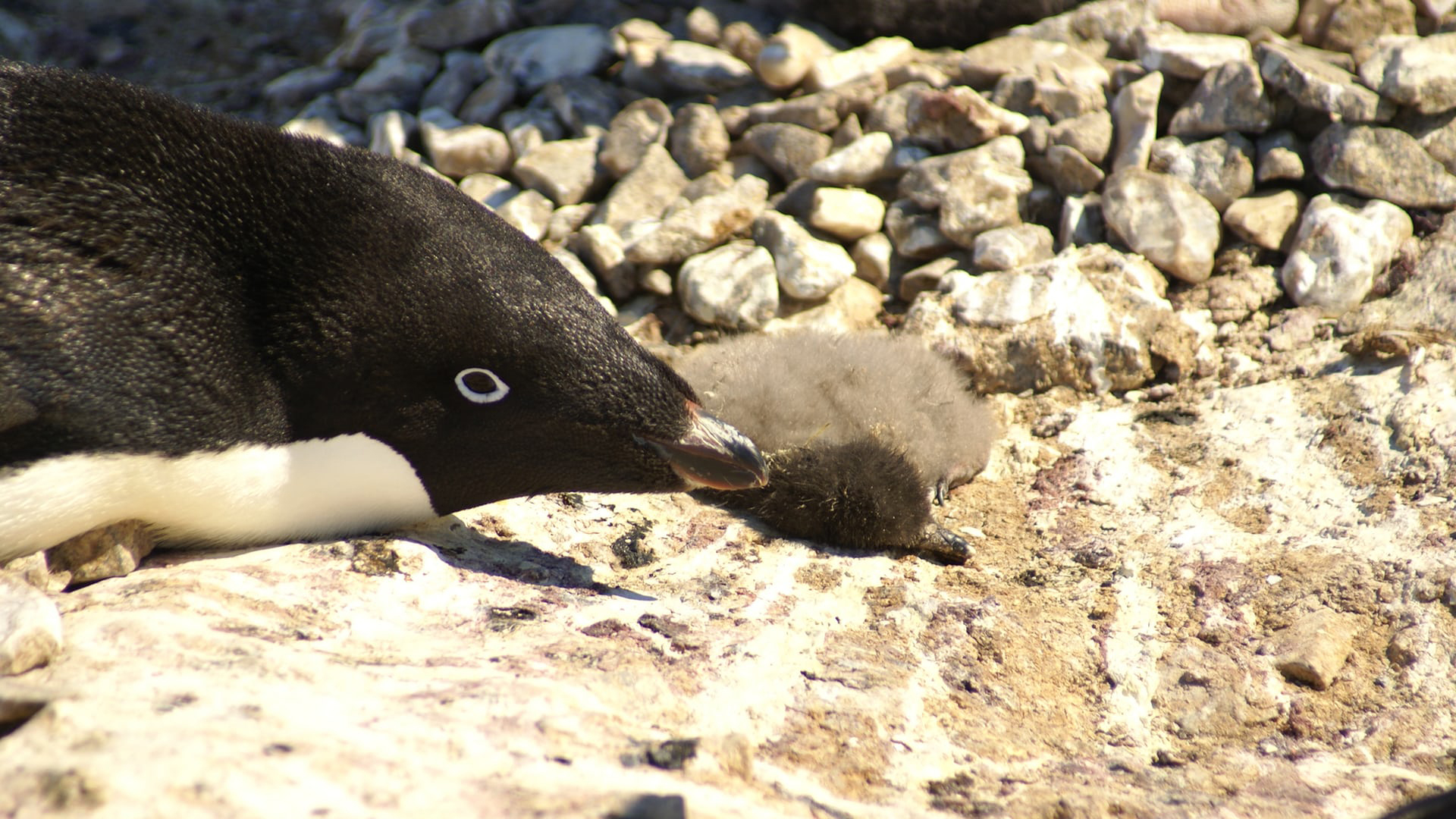 Pingüinos de El Cabo al borde de la extinción: mueren 62 mil por hambruna en Sudáfrica