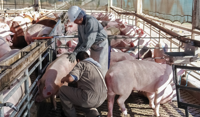 Crisis Porcina en España: Proponen sacrificar 40 mil animales por Peste Africana
