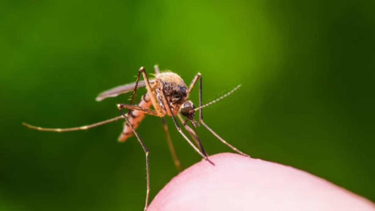 Alerta en Yucatán: Confirman primer caso de chikungunya tras 7 años de ausencia