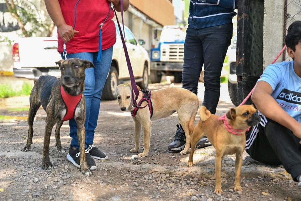 Jóvenes del Tec de Chilpancingo Lideran Jornada de Esterilización Gratuita para Mascotas de Familias Vulnerables