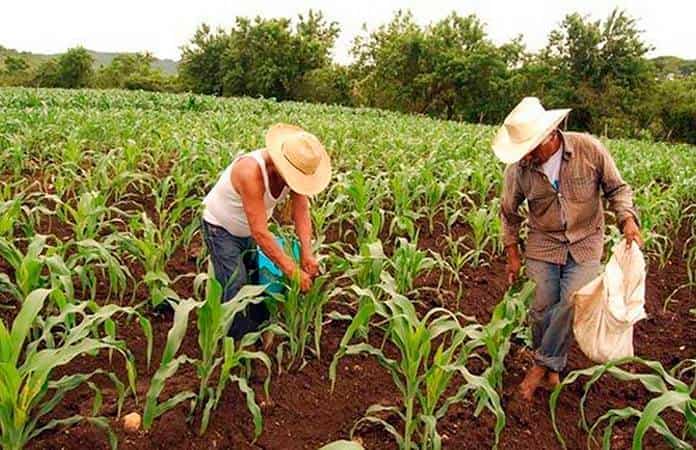 CNA busca diálogo con Sheinbaum para soluciones agrícolas