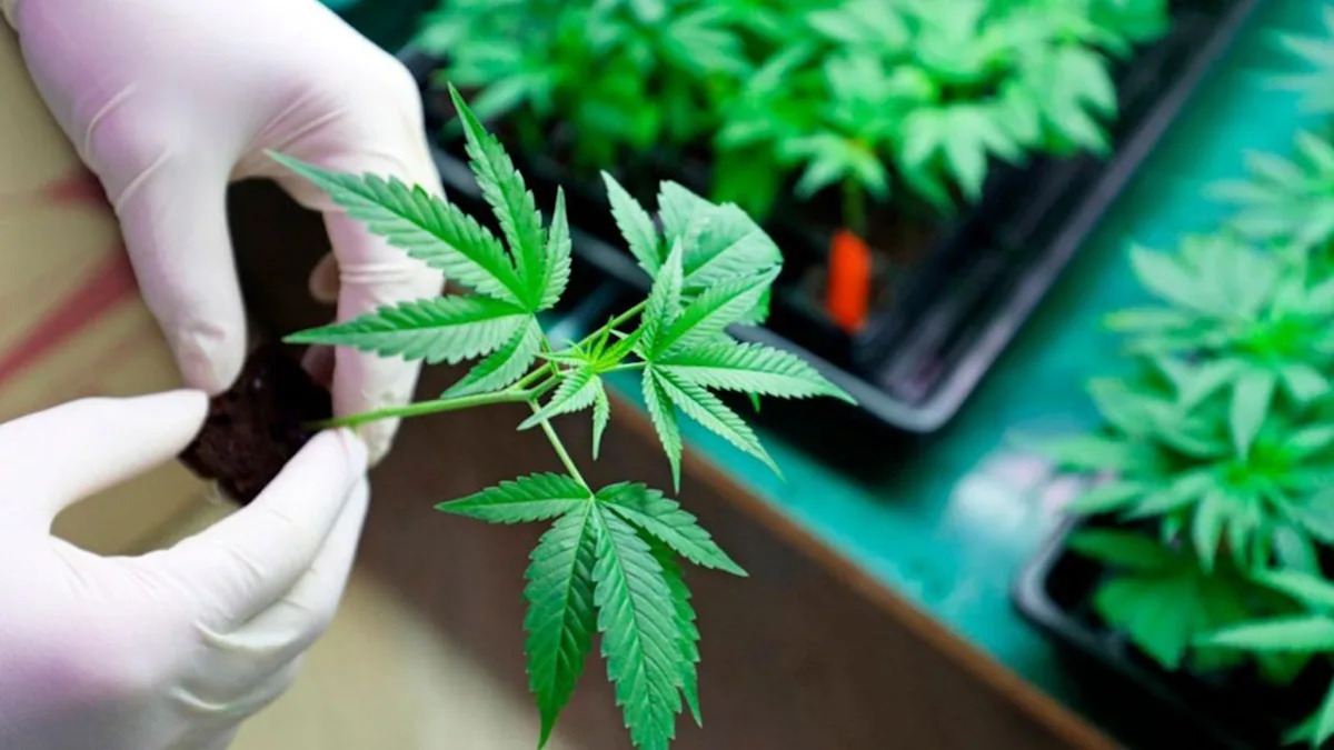 Trump reclasifica marihuana a droga menos peligrosa en ee.uu.