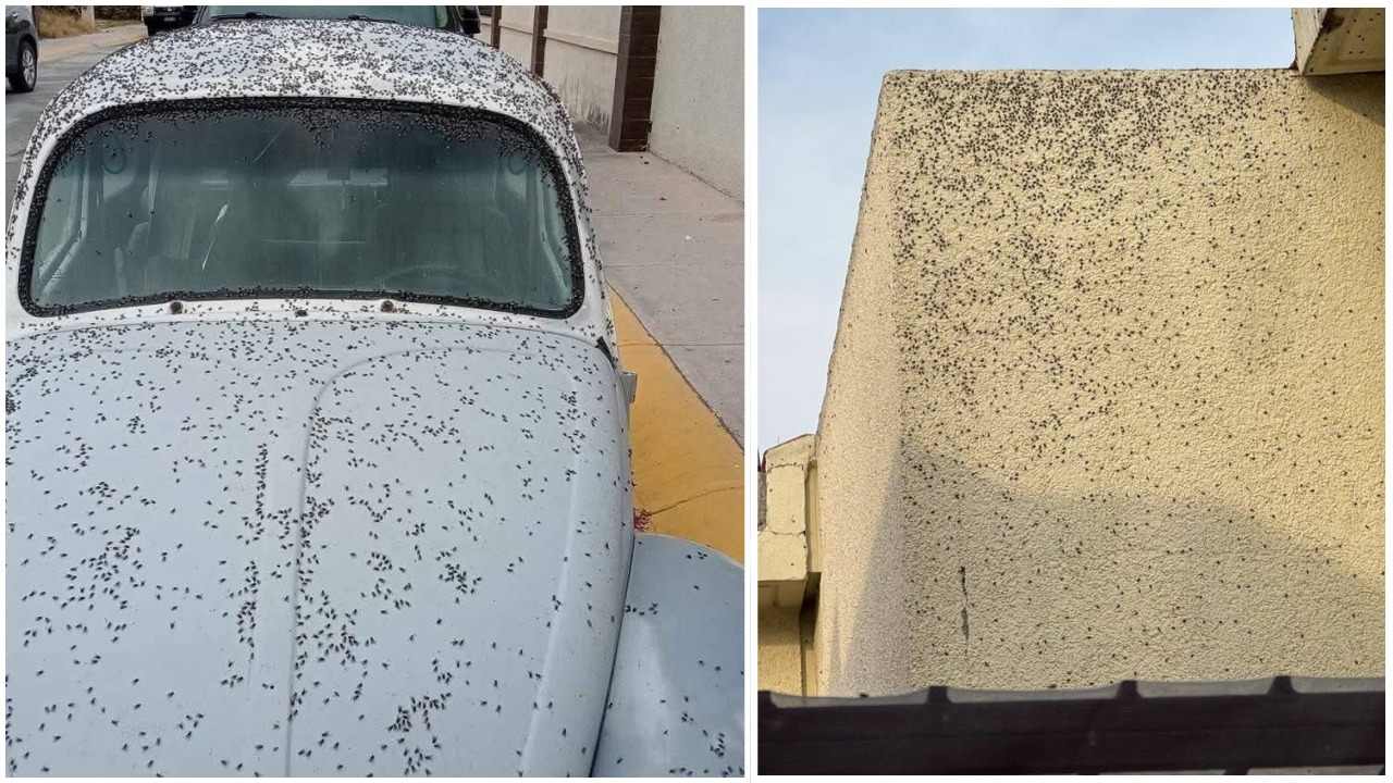 Plaga de moscas en Tizayuca: estiércol como abono, el origen