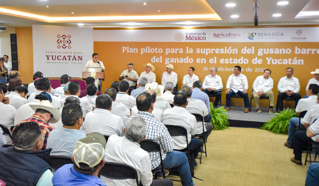 Yucatán lanza plan piloto contra gusano barrenador del ganado