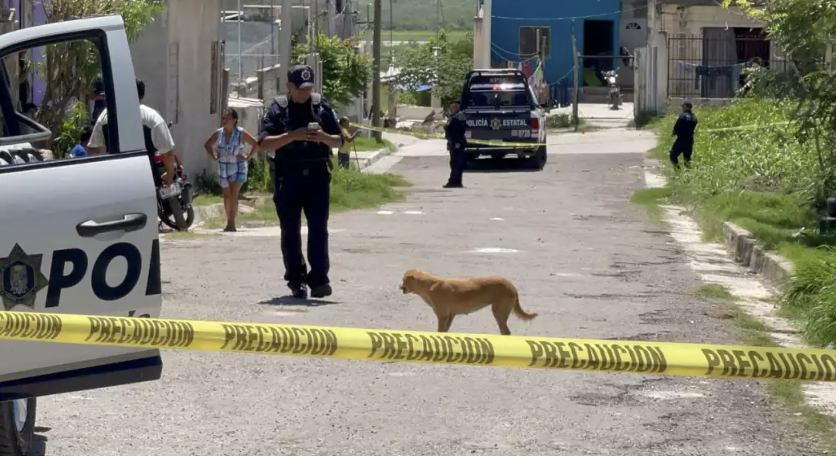 Investigación de envenenamiento y apuñalamiento de perros en Campeche