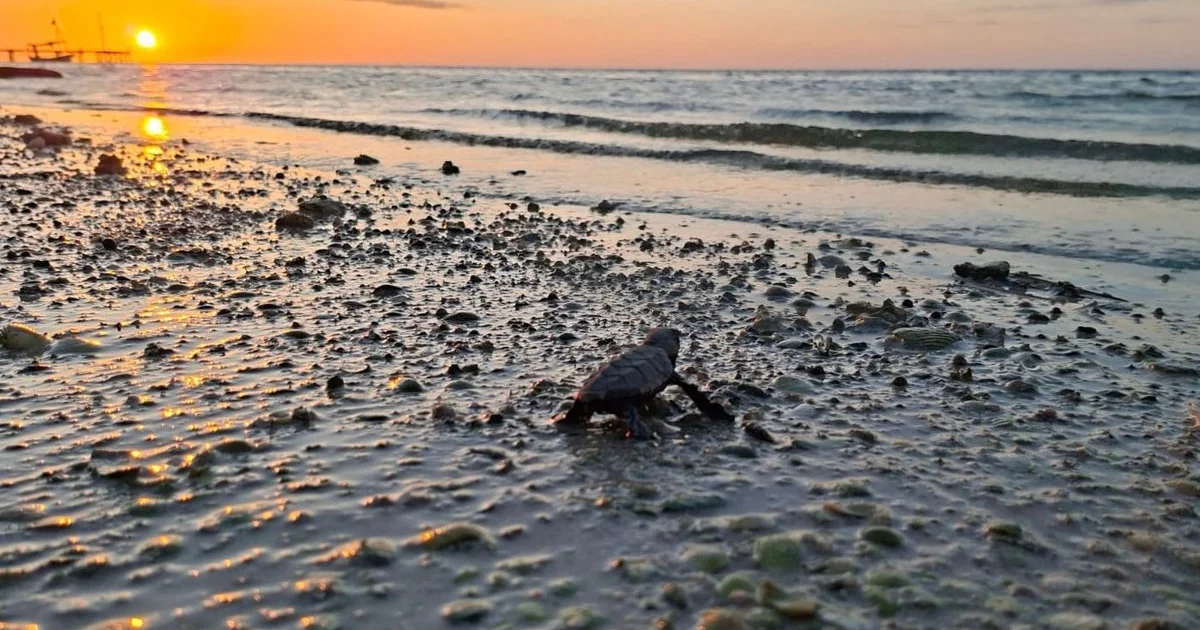Península de Yucatán: Casi 300 especies bajo amenaza de extinción