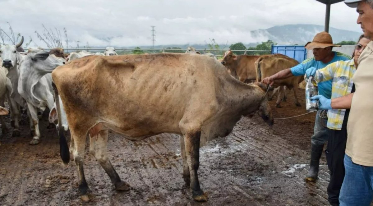 alerta en oaxaca por gusano barrenador en humanos