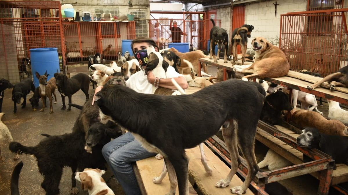 Rescatan a cientos de animales del Refugio Franciscano