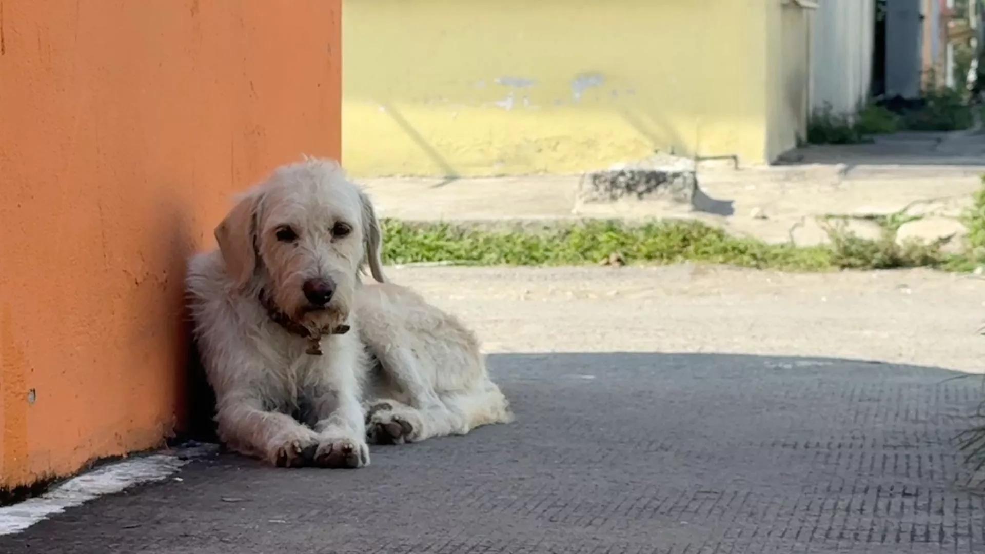 Treinta perros desaparecen en veracruz por uso de pirotecnia