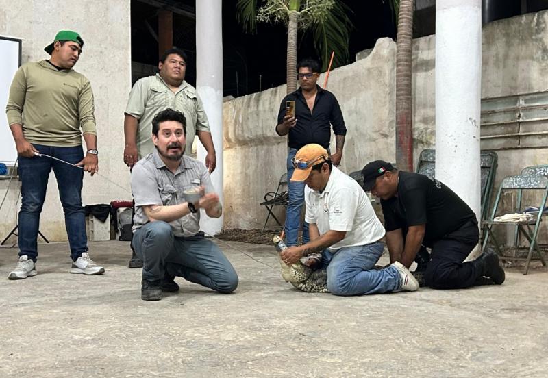 Río Lagartos: Capacitan a comunidades en manejo de cocodrilos