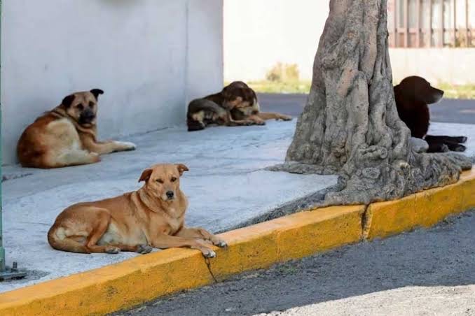 Cancún crea Instituto de Bienestar Animal por sobrepoblación
