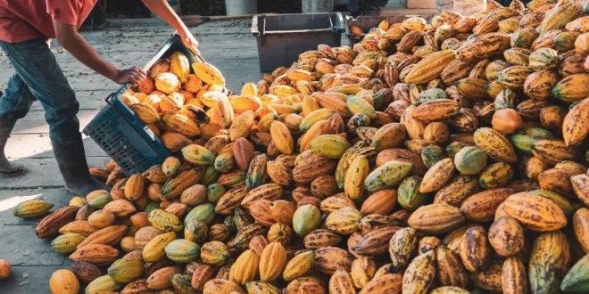 Precio del cacao se desploma a $150 pesos en Tabasco