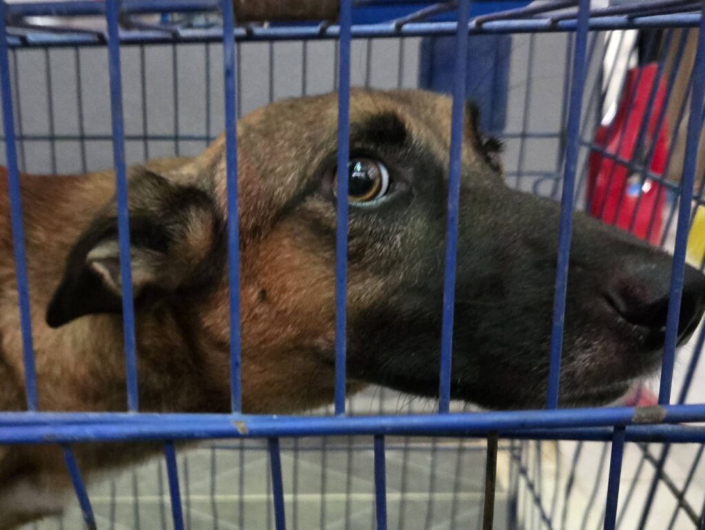 Alerta Sanitaria: Gusano Barrenador Detectado en Mascota de Tetiz