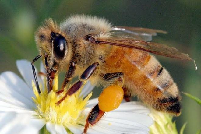 Jóvenes oaxaqueños rescatan colmenas urbanas para proteger abejas